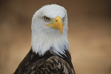 Weißkopfseeadler (Haliaeetus leucocephalus), Portrait
