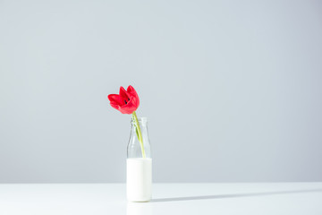 beautiful red tulip flower in bottle with milk on grey