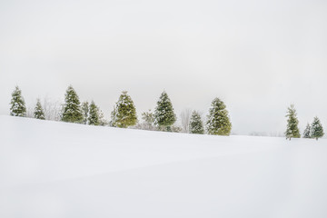 A row of trees in the snow on the slope. Winter minimalistic artistic photo. very light exposure deliberately.
