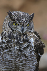 Virginia-Uhu (Bubo virginianus), Mittelamerika, Südamerika