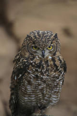 Virginia-Uhu (Bubo virginianus), Mittelamerika, Südamerika