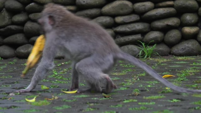 Greedy cheeky Macaque monkey with banana