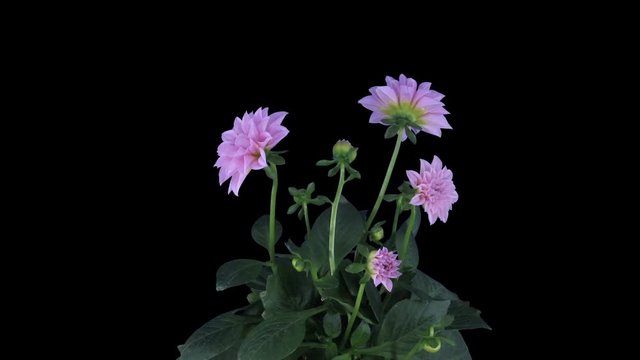 Time-lapse of growing, opening and rotating pink dahlia 9c3 in RGB + ALPHA matte format isolated on black background
