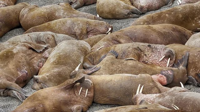 Life Atlantic walruses at haul out sites is (at most) of sleep and small conflicts with neighbors. Make sleep, not war (sea hippie).
