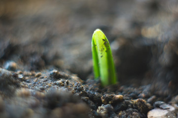 growing little green sprouts of young plants