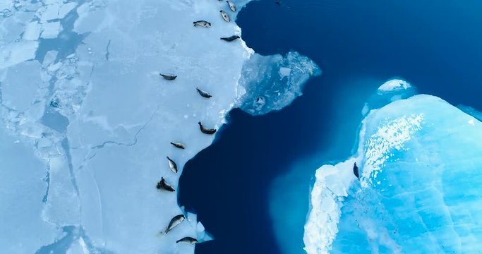 phoques sur la banquise