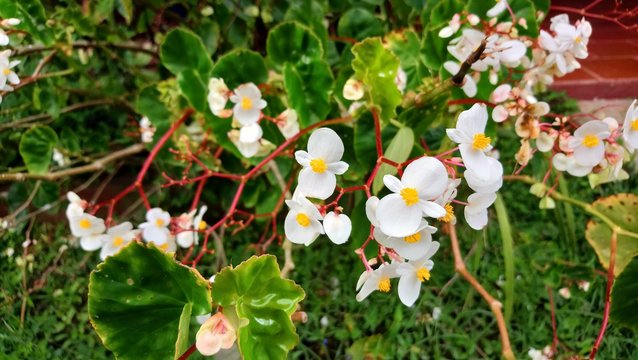 beatiful white