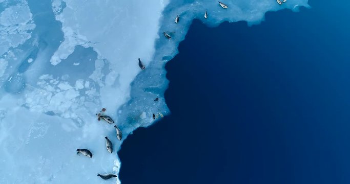 phoques sur la banquise