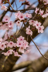 Fototapeta na wymiar Pink Cherry Blossom, Selective Focus, Germany