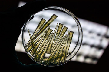 Micropipette Tips inside of the petri dish and holding by hand in laboratory