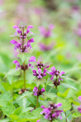 Close-Up of Blooming Pink Hemp-Nettle Flower, Germany