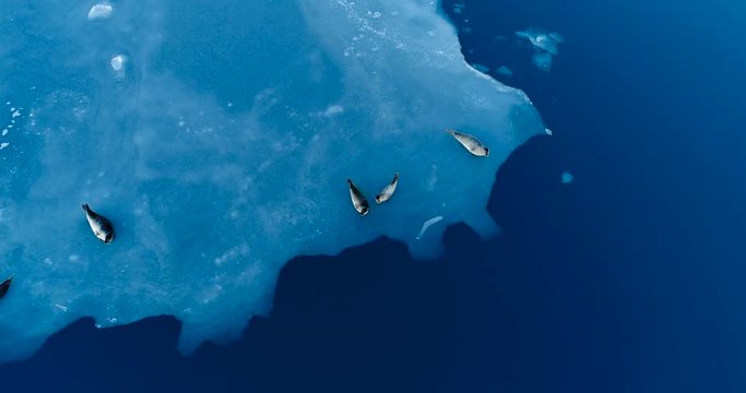 phoques sur la banquise