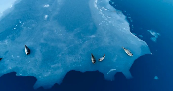 phoques sur la banquise