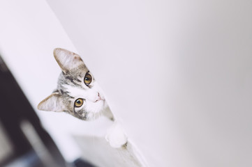 Chaton blanc tigré