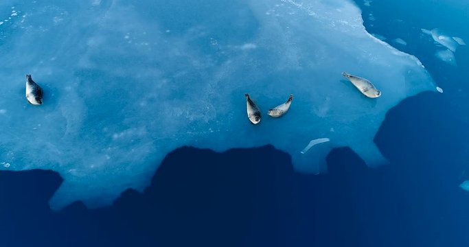 phoques sur la banquise