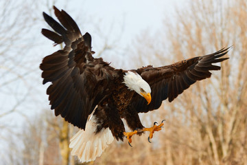 Bald Eagle