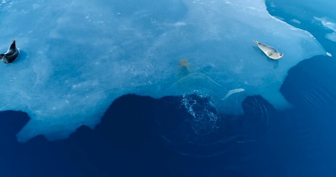 phoques sur la banquise