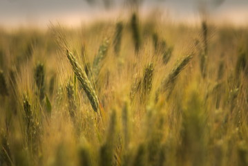 Obraz premium Ears of whey in a field in the sunlight