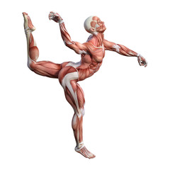 3D Rendering Male Anatomy Figure on White