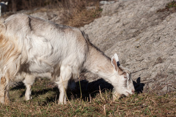 Young goat in the pasture