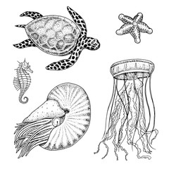 sea creature cheloniidae or green turtle and seahorse. nautilus pompilius, jellyfish and starfish or mollusk. engraved hand drawn in old sketch, vintage style. nautical or marine. animals in the ocean
