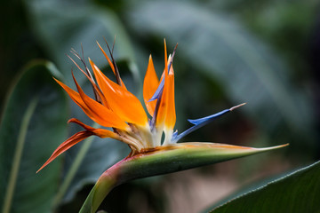 Beautiful flower strelitia