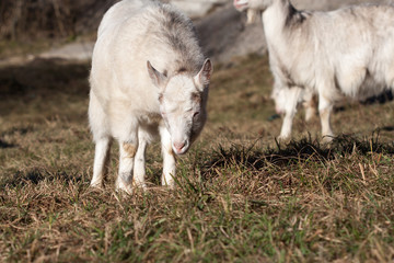 Naklejka na ściany i meble Young goat in the pasture