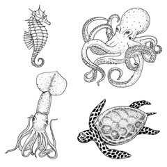Fishes or Seafood or sea creature cheloniidae or green turtle and seahorse. octopus and squid, calamari. engraved hand drawn in old sketch, vintage style. nautical or marine. animals in the ocean.