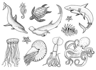 Fishes set or sea creature nautilus pompilius, jellyfish and starfish. octopus and squid, calamari. dolphin and hammerhead shark. green turtle and seahorse. engraved hand drawn in old vintage sketch. - obrazy, fototapety, plakaty