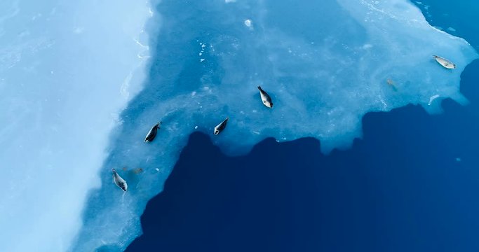 phoques sur la banquise