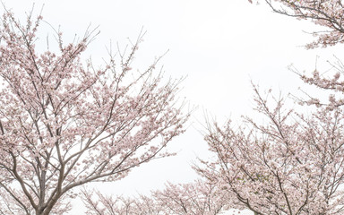 桜　桜並木