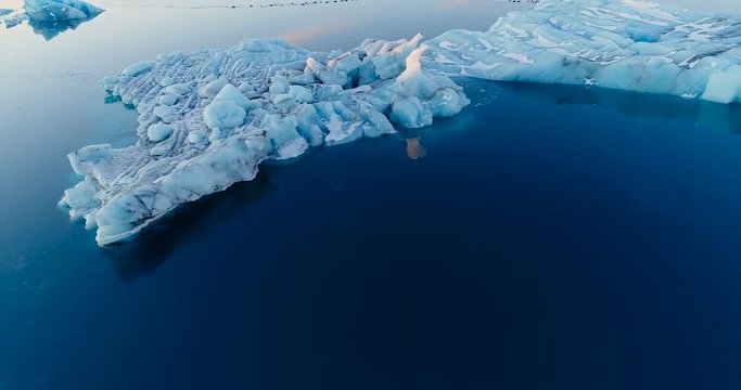 phoques sur la banquise