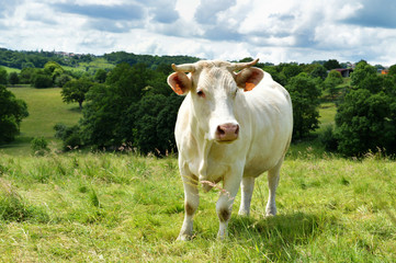 Fototapeta na wymiar A Charolais cow in a green pasture in the countryside.