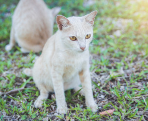Fototapeta premium Thai cat.