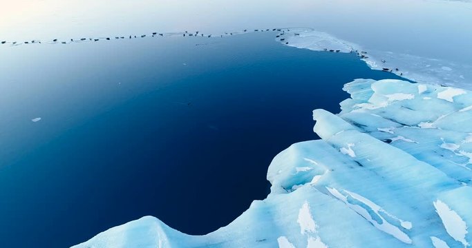 phoques sur la banquise