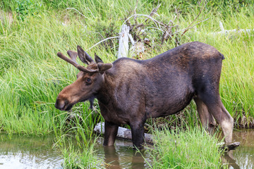 Shiras Moose of The Colorado Rocky Mountains - Young Bull Wading in a Stream