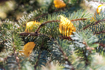 Yellow leaves lie on a spruce branch