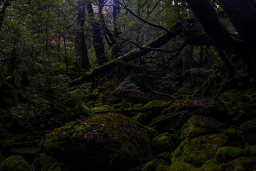 屋久島　もののけの森