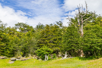 Fototapeta na wymiar Forest in Coast Trail, Tierra del Fuego National Park