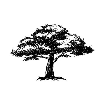 Oak Tree Hand Drawn