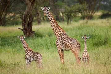 Giraffe with Young
