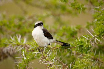 Obraz premium Grey-backed Fiscal