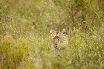 Leopard