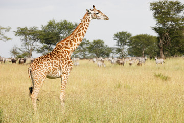 Giraffe
