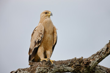 Tawny Eagle