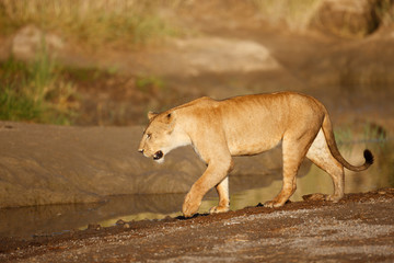 Lion
