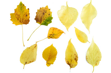 autumn leaves on a white background