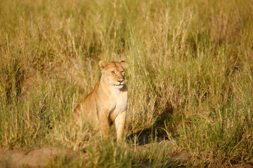Lioness