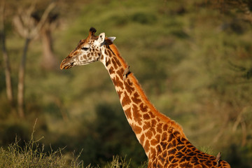 Giraffe
