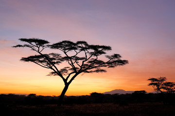 An acacia tree in silhouette at dawn. Tanzania, Africa.